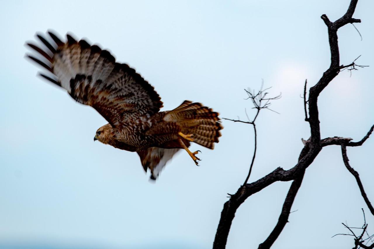 Nungubane Game Lodge Welgevonden viltreservat Exteriör bild
