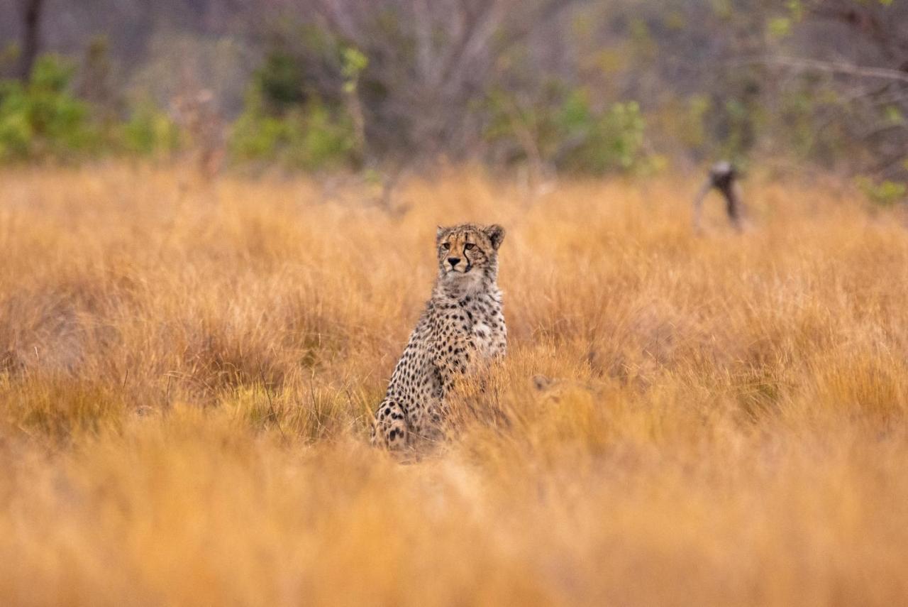 Nungubane Game Lodge Welgevonden viltreservat Exteriör bild