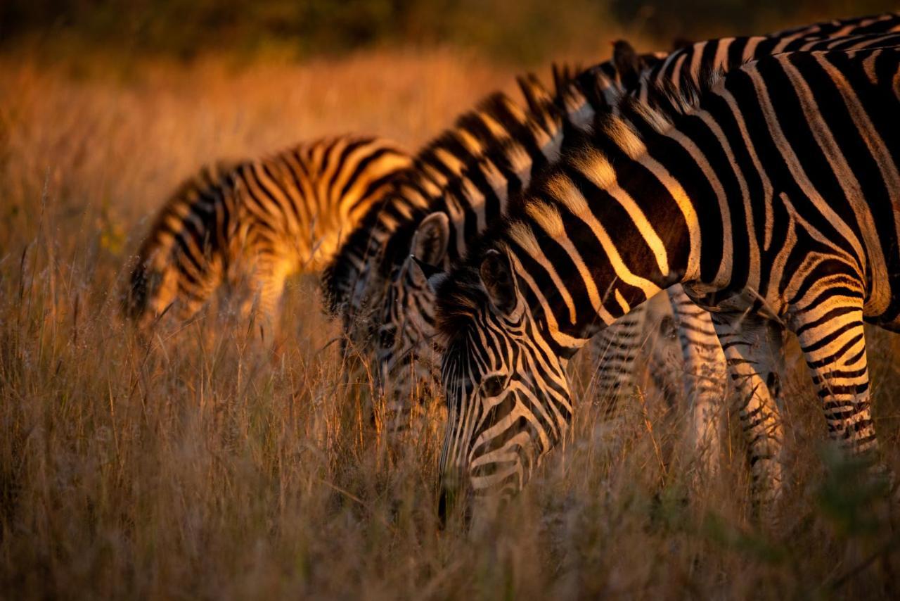 Nungubane Game Lodge Welgevonden viltreservat Exteriör bild