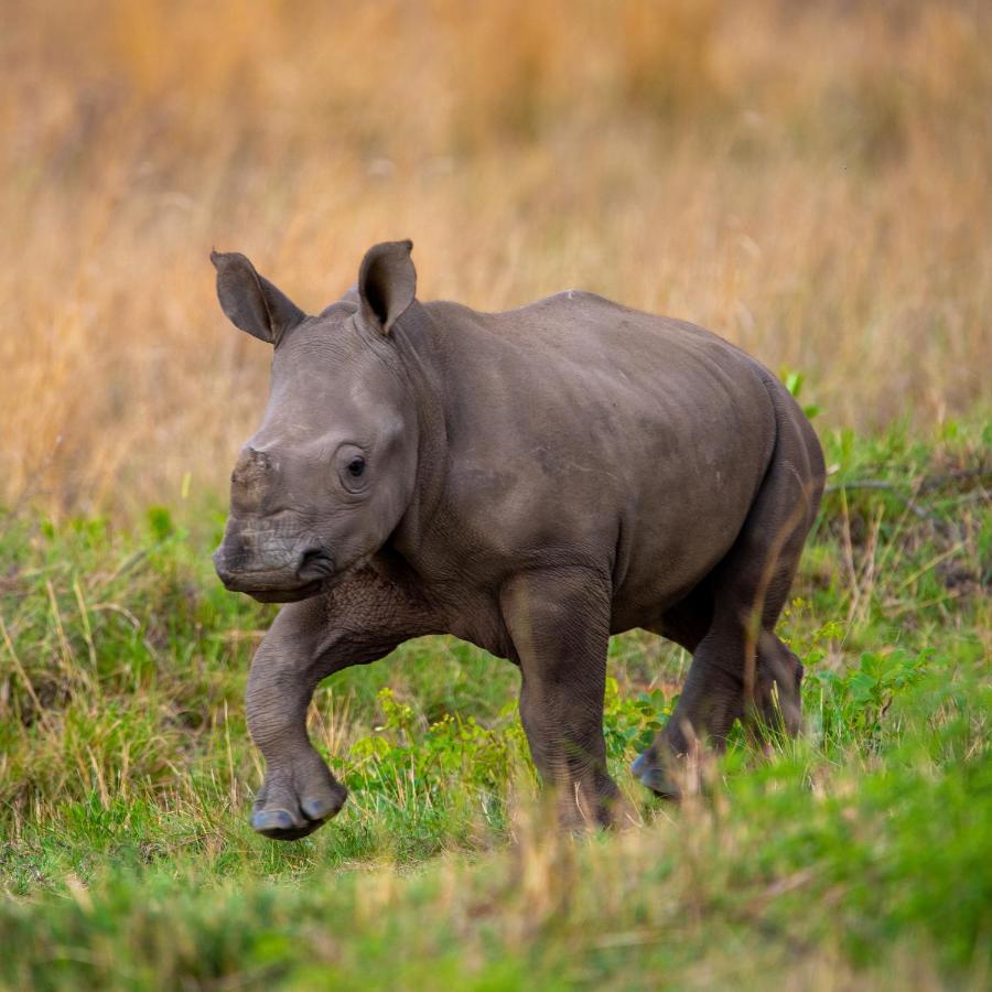 Nungubane Game Lodge Welgevonden viltreservat Exteriör bild